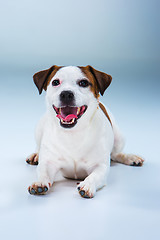 Image showing Small Jack Russell Terrier sitting on gray