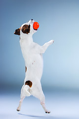 Image showing Small Jack Russell Terrier jumping high