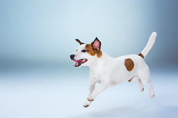 Image showing Small Jack Russell Terrier jumping high