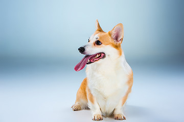 Image showing The welsh corgi pembroke sitting on a gray background