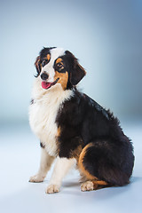 Image showing Australian Shepherd ,Aussie