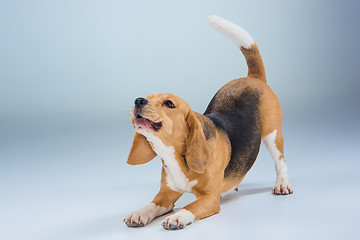 Image showing The beagle dog on gray background