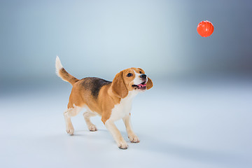 Image showing The beagle dog on gray background