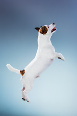 Image showing Small Jack Russell Terrier jumping high