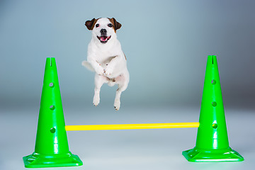 Image showing Small Jack Russell Terrier jumping high