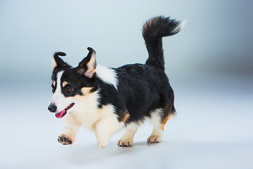 Image showing The welsh corgi pembroke on a gray background