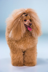 Image showing Red Toy Poodle puppy on a gray background