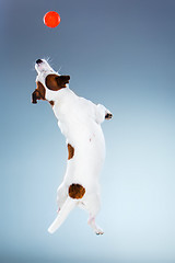 Image showing Small Jack Russell Terrier jumping high