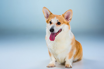 Image showing The welsh corgi pembroke sitting on a gray background