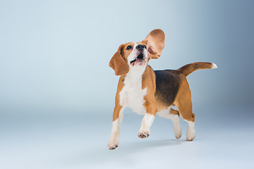 Image showing The beagle dog on gray background