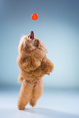 Image showing Red Toy Poodle puppy playing with a ball on gray