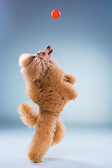 Image showing Red Toy Poodle puppy playing with a ball on gray
