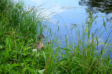 Image showing wild duck