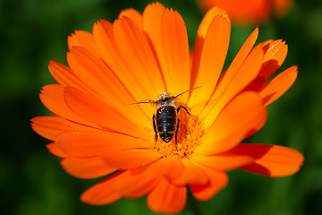 Image showing calendula and bee