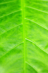 Image showing Green tropical leaf background