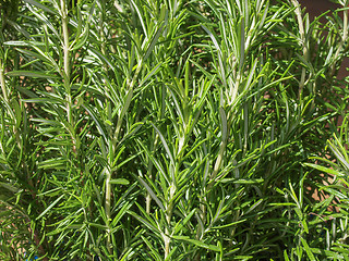 Image showing Rosemary (Rosmarinus) plant