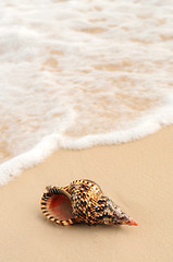 Image showing Seashell and ocean wave