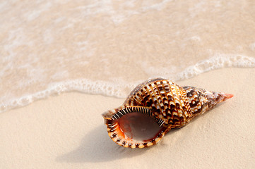 Image showing Seashell and ocean wave