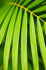 Image showing Palm tree leaves