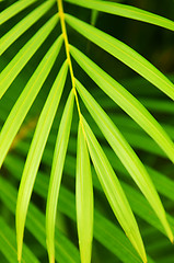 Image showing Palm tree leaves