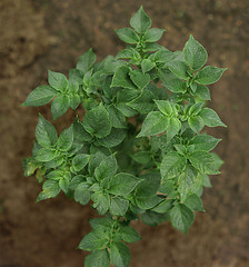 Image showing Growing potato close-up