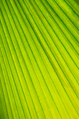 Image showing Palm tree leaf background