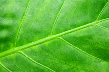 Image showing Green tropical leaf background