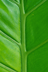 Image showing green palm leaf