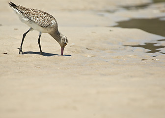 Image showing sand piper