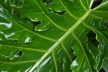 Image showing green palm leaf