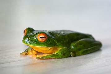 Image showing content frog