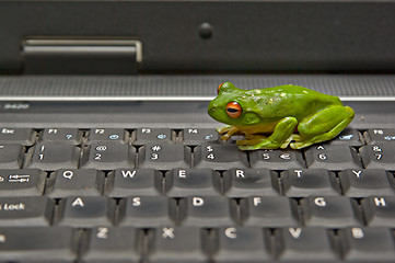 Image showing frog on keyboard