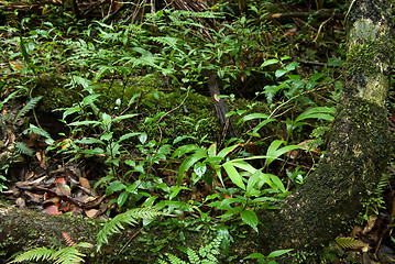 Image showing rainforest floor