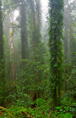 Image showing rain forest