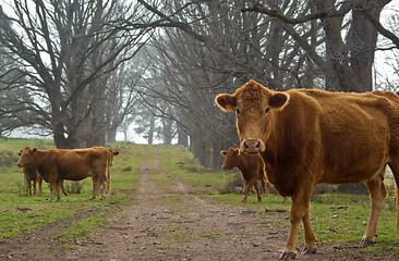 Image showing cows on the road