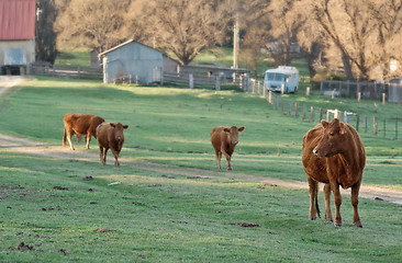 Image showing cows in the field