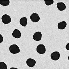 Image showing dalmation spots