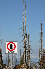 Image showing Bark beetle zone at mount Rachel