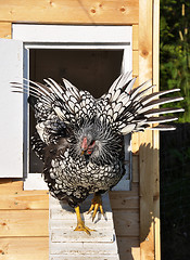 Image showing Wyandotte in front of chicken house