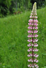 Image showing Background lupine