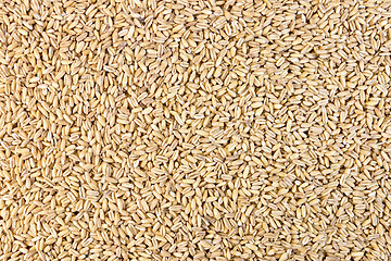 Image showing Pearl barley texture