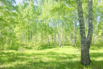 Image showing summer birch forest