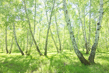 Image showing summer birch forest