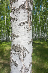 Image showing birch bark texture