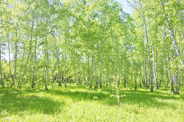 Image showing summer birch forest