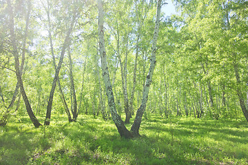 Image showing summer birch forest