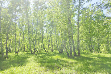 Image showing summer birch forest