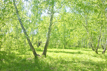 Image showing summer birch forest