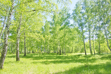 Image showing summer birch forest