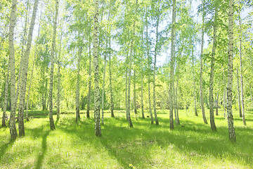 Image showing summer birch forest